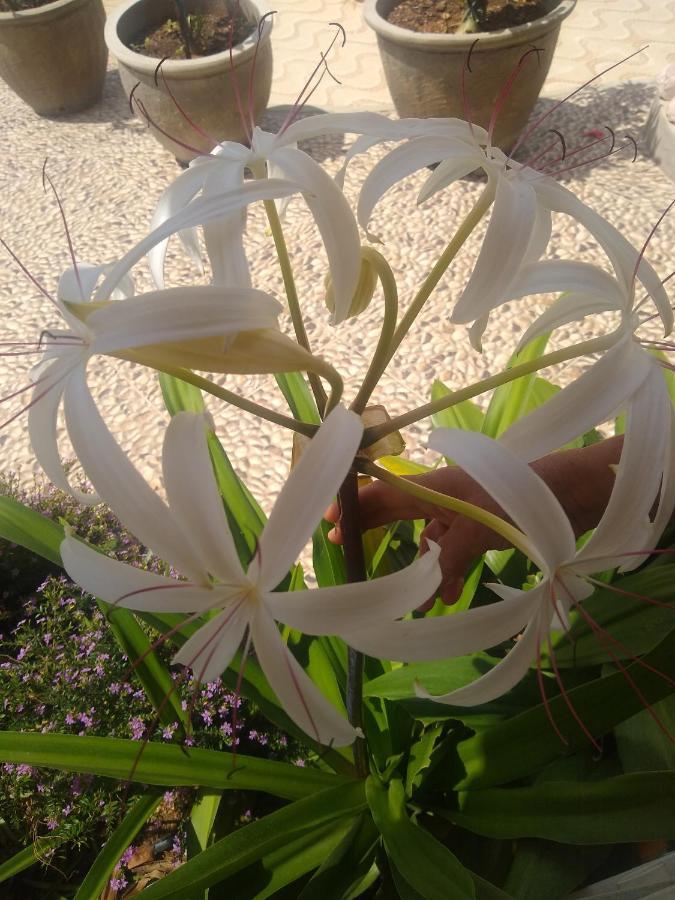 Flor De Mandacaru Pousada Boqueirao  エクステリア 写真